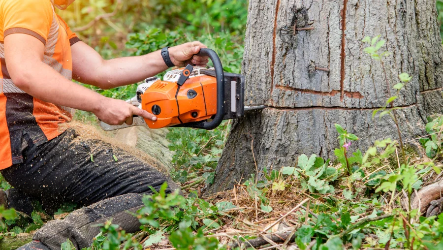 24 Hour Emergency Tree Service 24 Hour Emergency Tree Service