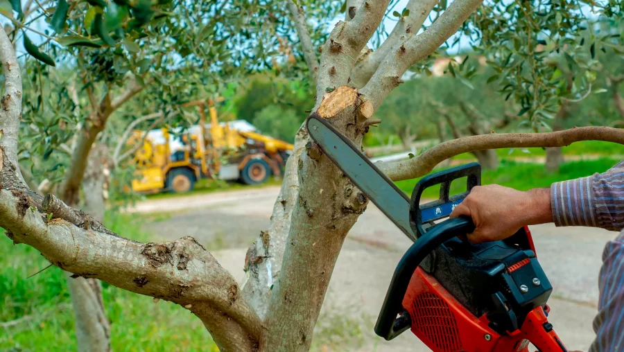 Tree Trimming and Pruning Services Tree Trimming and Pruning Services